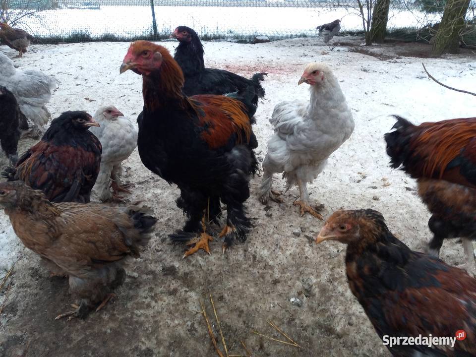 Koguciki Brachma olbrzymie przepiękne sprzedam mazowieckie Mława