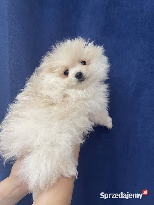 Szpic pomeranian Radom