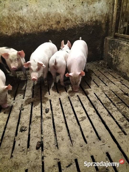 Sprzedam prosiaki Trzoda chlewna łódzkie Piotrków Trybunalski sprzedam