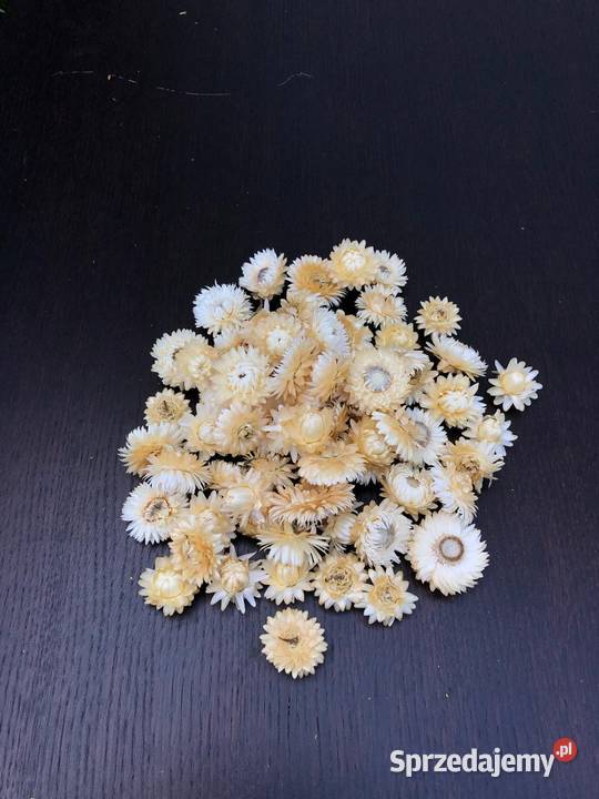 zasuszone PSZENŻYTO pęczki pszenżyta pęczki zbóż lubelskie Lublin