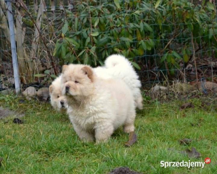 CHOW CHOW CZAU CZAU SZCZENIĘTA ŚLICZNE Bielawy sprzedam