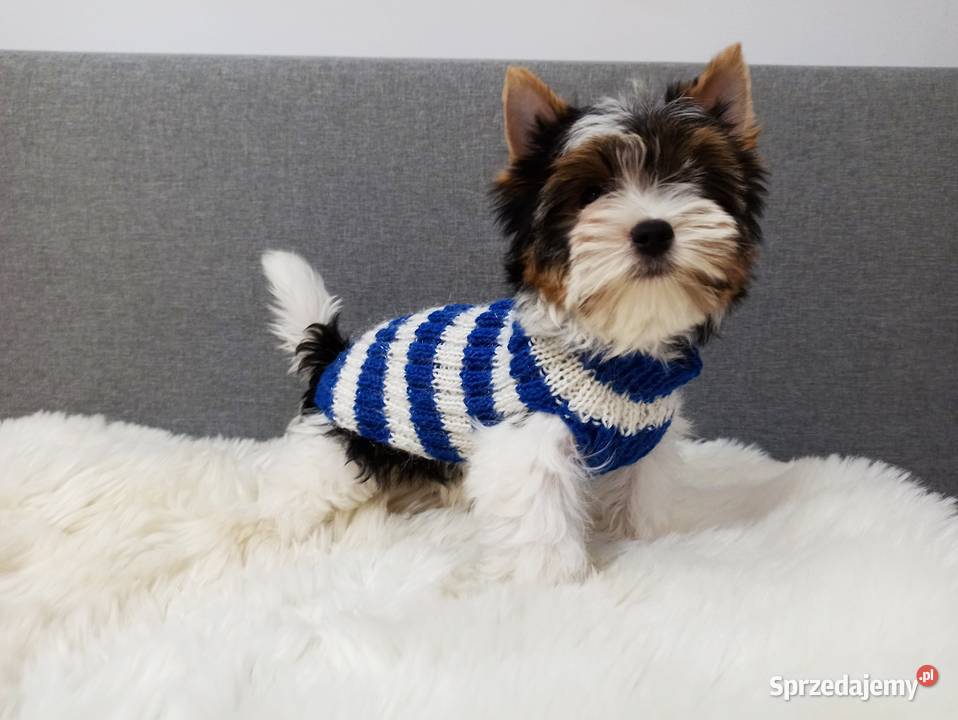 Do odbioru York Biewer 100 Rodowód IHR Czip BEZ