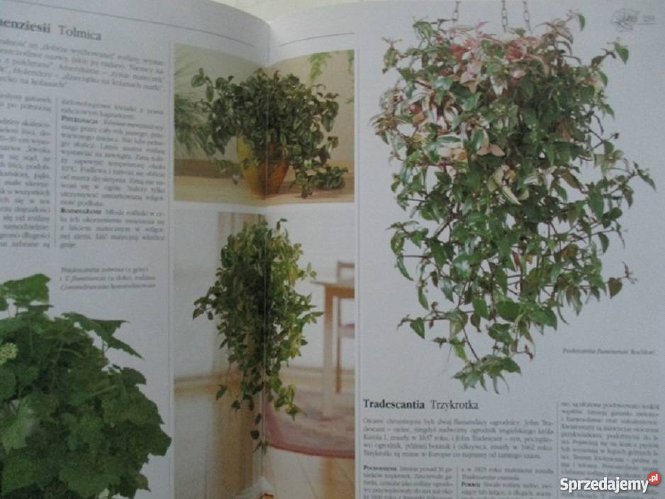 Poradnikalbum Kwiaty w mieszkaniu M Schubert2009 Rok wydania 2009 Łódź