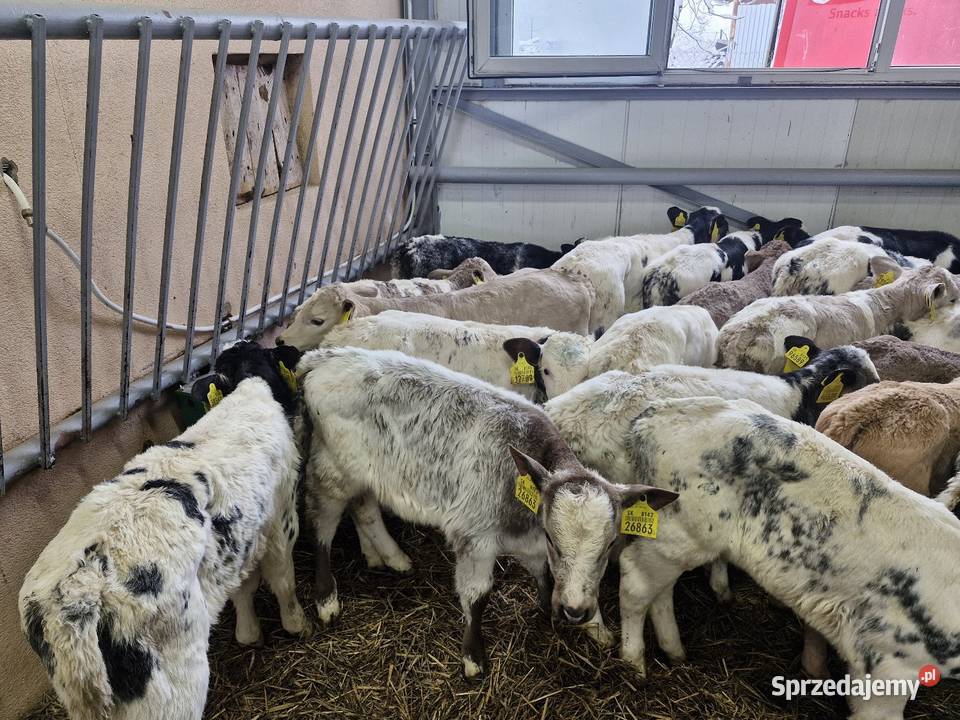 Sprzedam cielaki