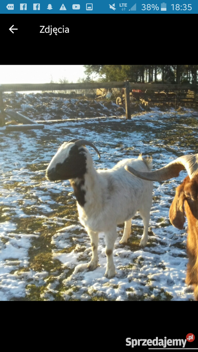 Koza burska Sierakowice