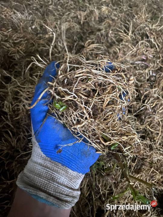 Kozłek lekarski Naturalne uspokojenie i zdrowy Pozostałe Krzeszów sprzedam