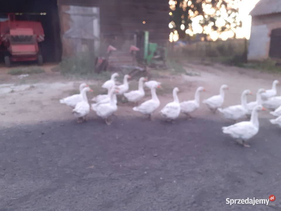 Gęsi sprzedam mazowieckie Grodzisk Mazowiecki