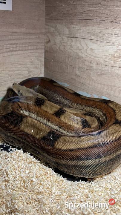 boa imperator samice Opole