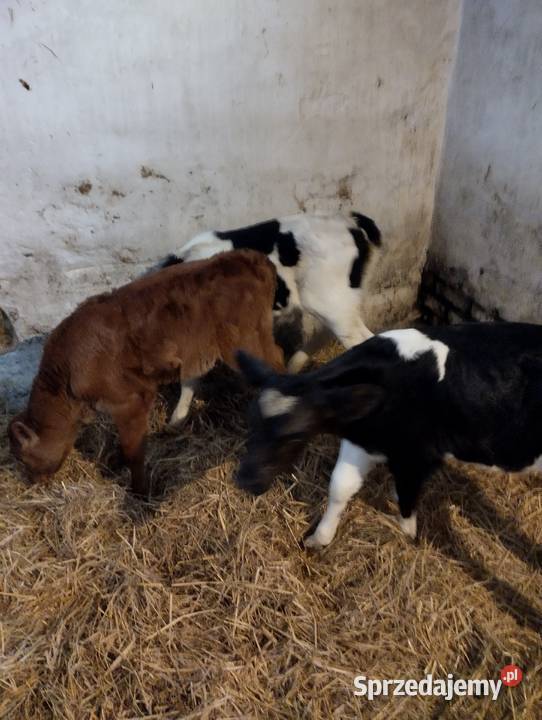 Sprzedam cielaki