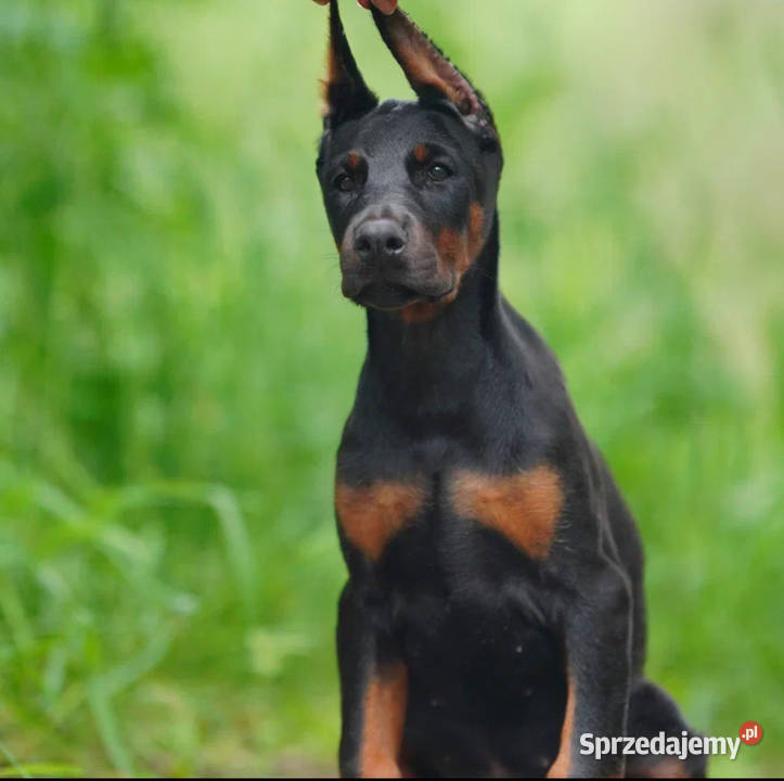 Szczenięta dobermana utytułowanych rodzicach Warszawa