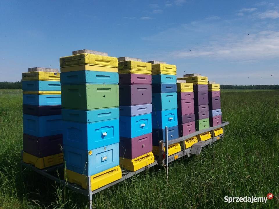 Miód Wielokwiatowy 2025 z własnej pasieki 12