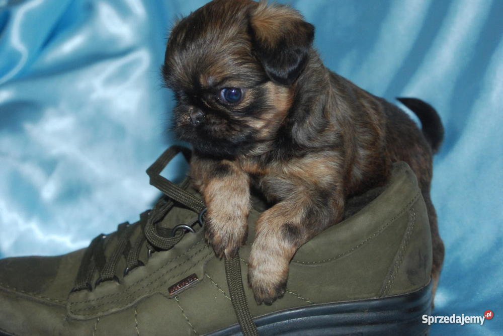 Gryfonik brukselski brabancki brabantczyk szczen Wałcz