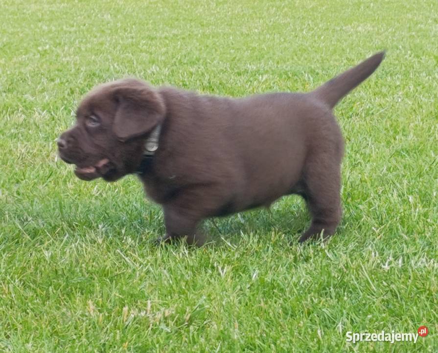 Labrador Retriever szczeniaki czekoladowe Parczew