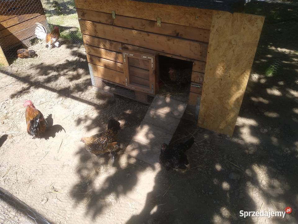 Jaja lęgowe karzełek łapciaty kochin karzełek Krzemienica