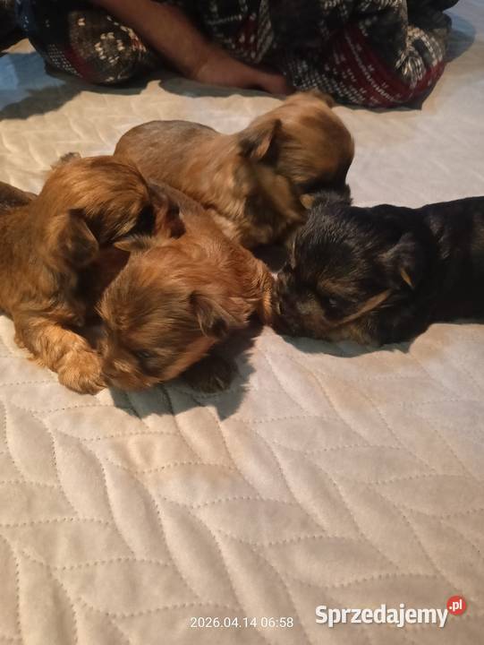 Yorkshire terrier Mochała