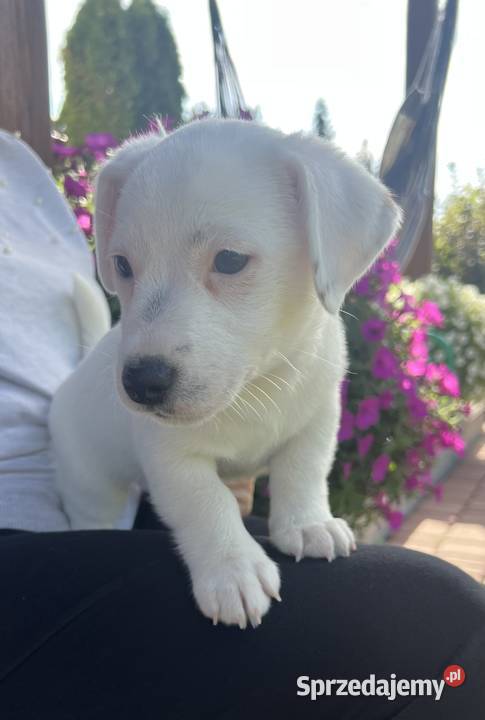Jack Russell Terrier Jack Russell Terrier