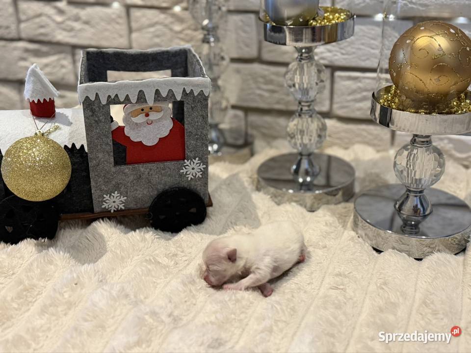 Szpic miniaturowy pomeranian Ophelia Poniszowice