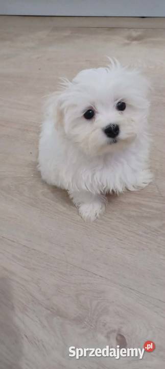 Maltańczyk z rodowodem UCI podkarpackie Ropczyce sprzedam