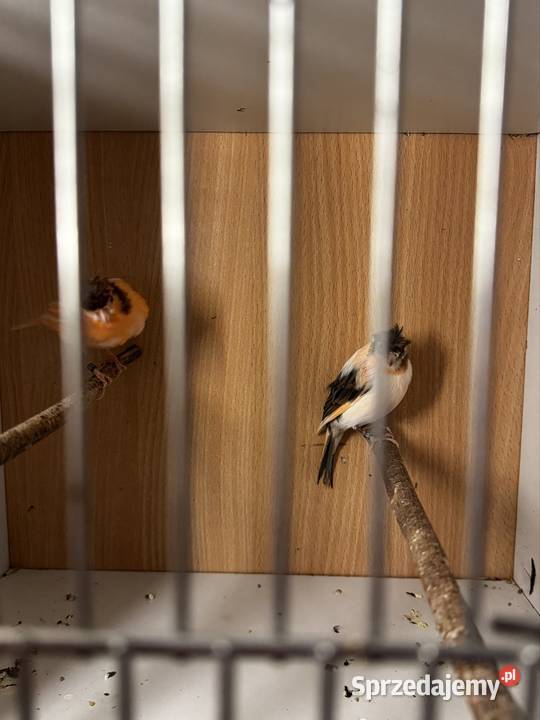 Młode Arlekiny 2026