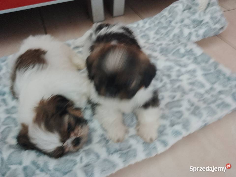 Shih tzu rodowodowe Łuków