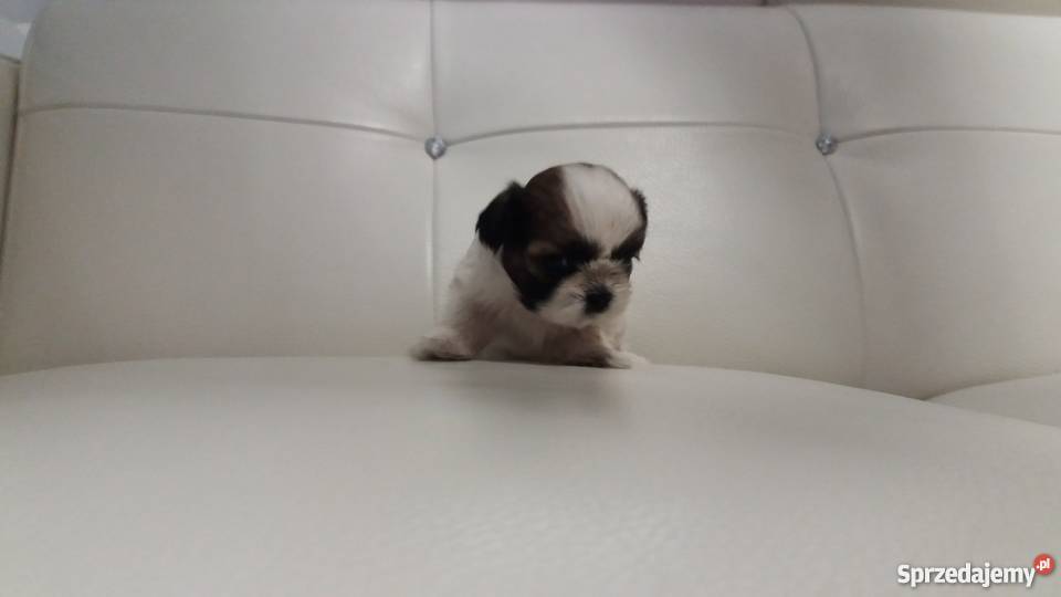 Shih Tzu szczenieta metryka mikrochip książeczka Włodary