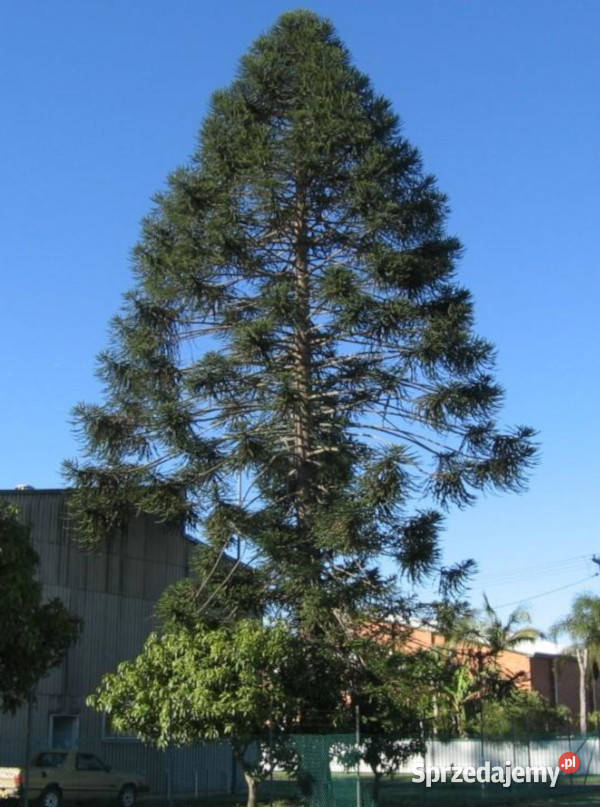 ARAUKARIA BIDWILLA Araucaria bidwillii NASIONA Lubanie