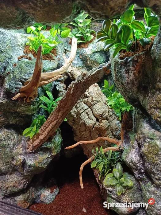 Terrarium tropikalne gekon gekona 40x40x60 Ostrów Wielkopolski