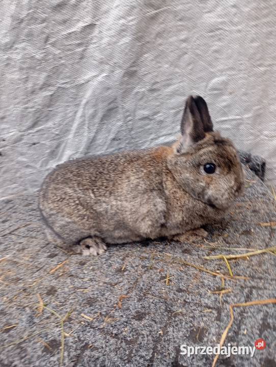 Sprzedam króliczki karzełki czarne szare havana Izbica-Wieś
