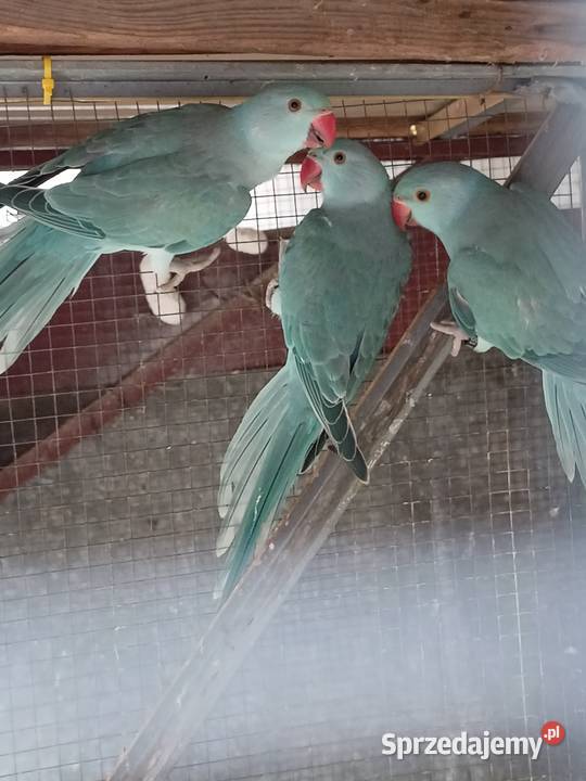 Aleksandretta Obrożna Ślask śląskie Czechowice-Dziedzice