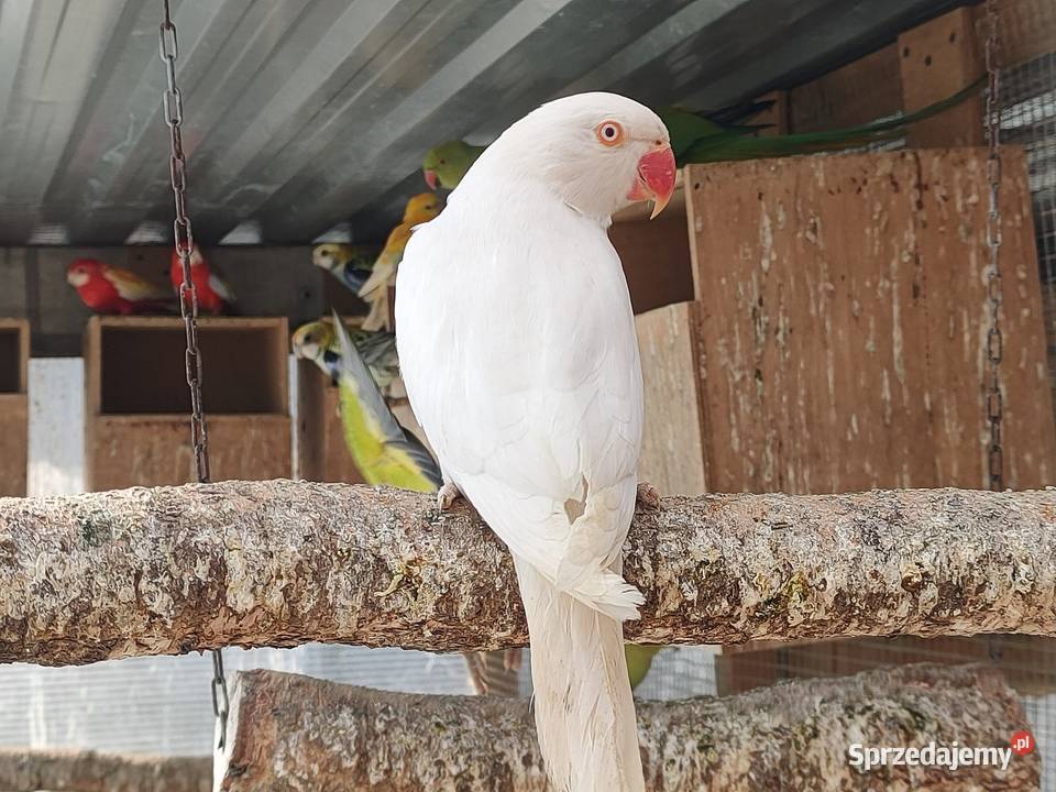 Aleksandretty obrozne i inne papugi