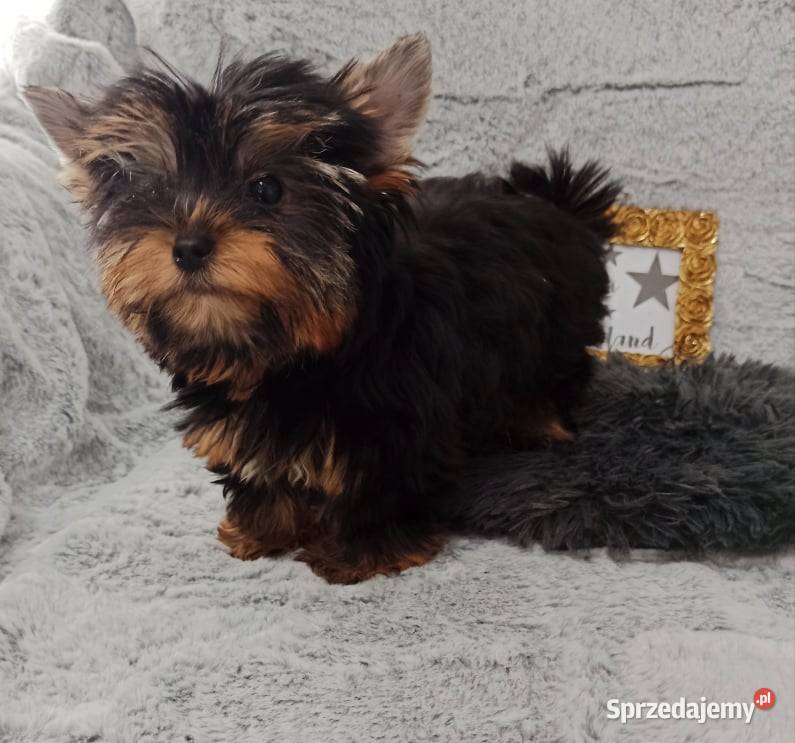 MEGA śliczny YORK Black and Tan do odbioru Opole