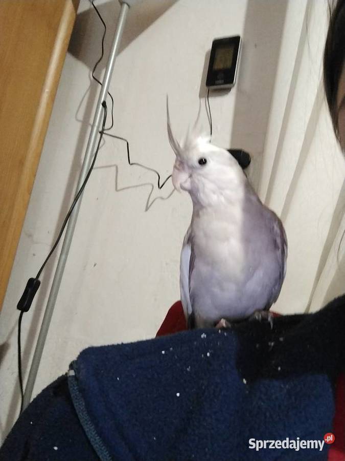 Nimfa oswojona samica Cieszyn