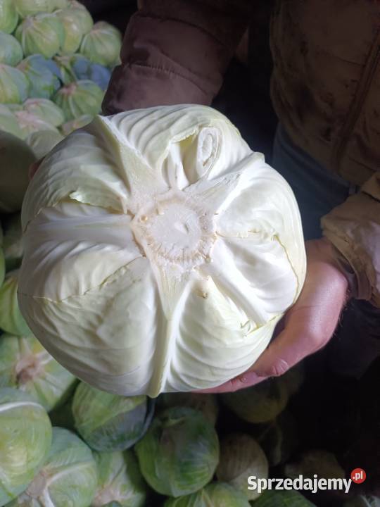 Sprzedam kapustę białą Wiślica sprzedam