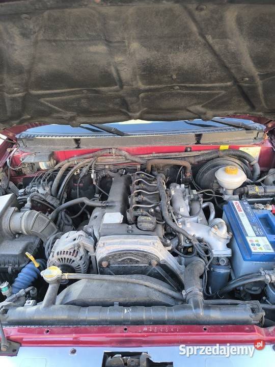 ZX grand tiger Pozostałe Podkowa Leśna