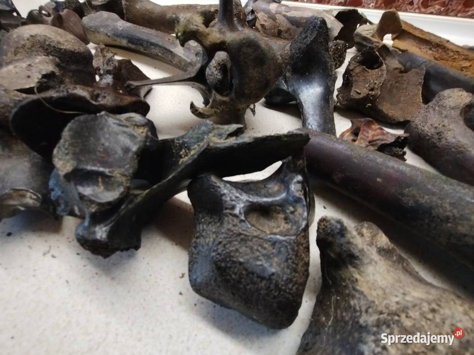 Kości skamieliny archeologia Pozostałe Leżajsk
