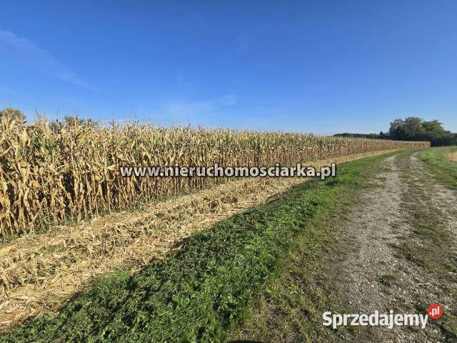 Grunt do sprzedania 4540m2 Buków rolna Sprzedaż