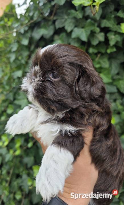 Szczeniaki shih tzu rezerwacja Kielce