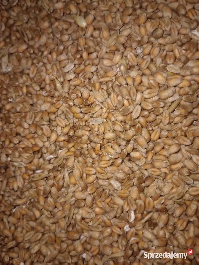 Pszenica ozima 2024 Świlcza