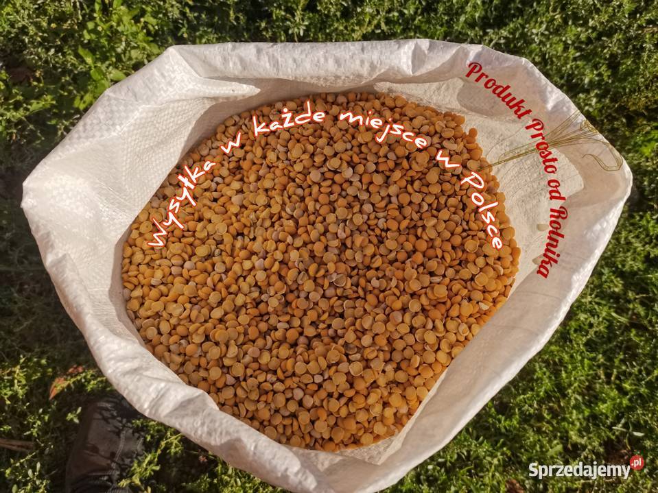 Groch połówki 25 Wysyłka InPost ręki Hodowla i gospodarstwo Koronowo