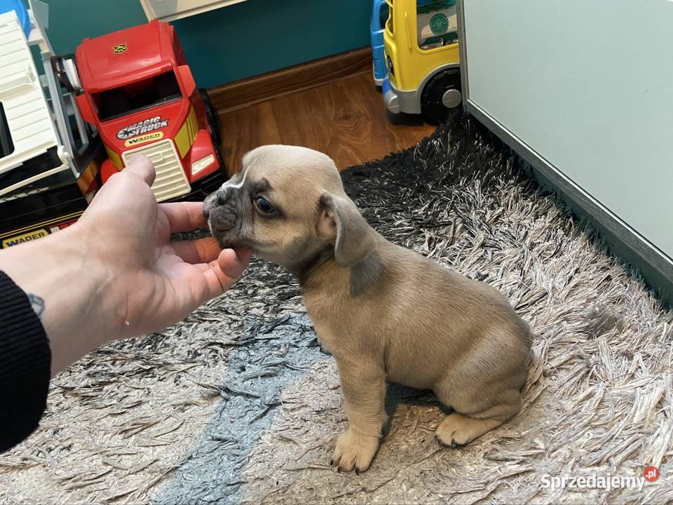 Buldogi Francuskie Zapraszamy