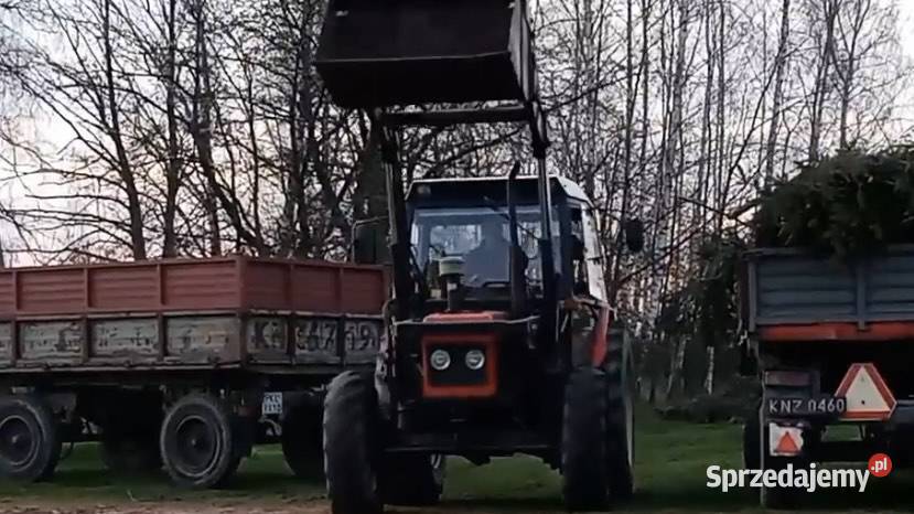 Zetor 7245 z turem Dziwie