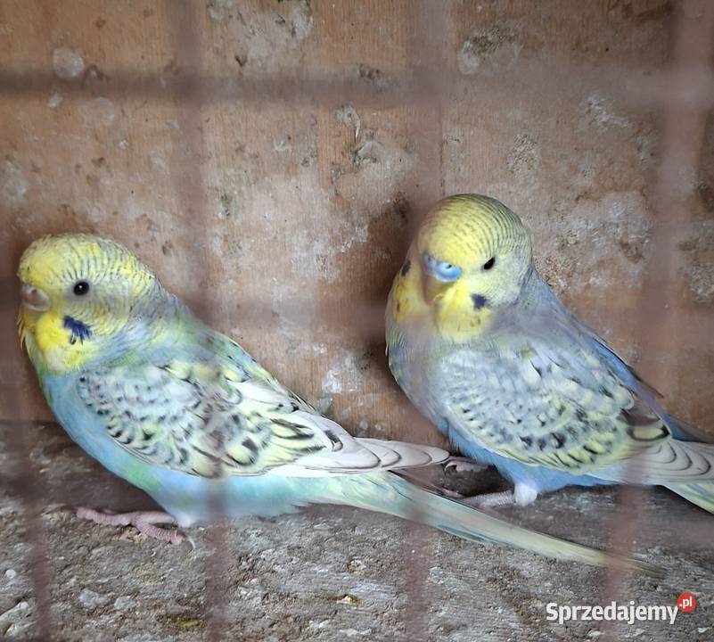 Papugi faliste tęczowe spangle Jarocin
