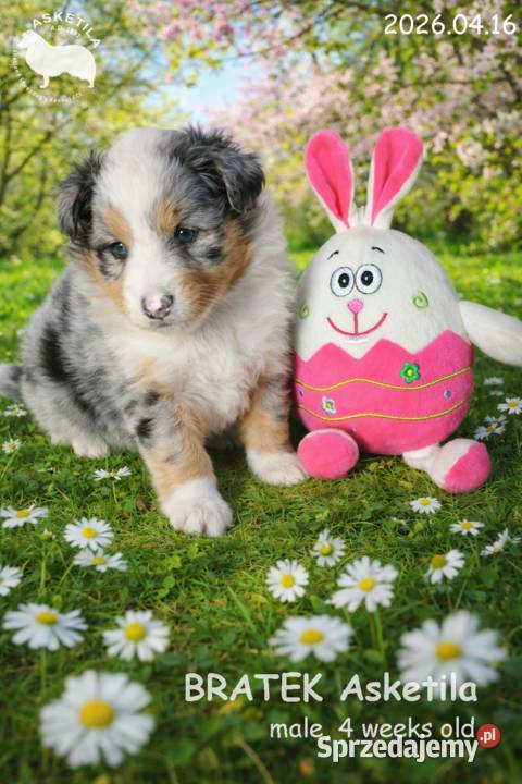 Owczarek szetlandzki szczenię na sprzedaż Mysłowice