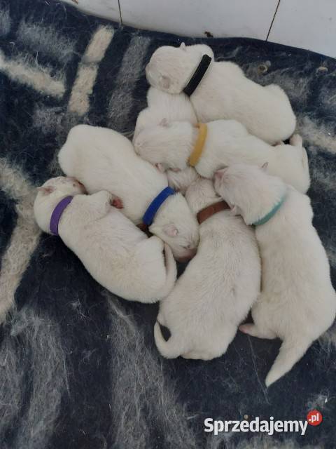 Szczenięta Samoyed Pabianice