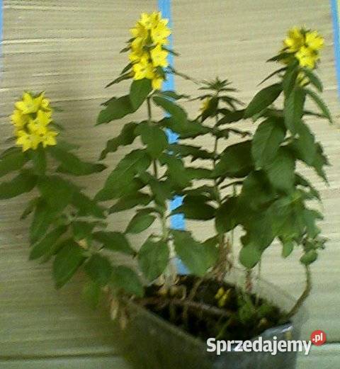 Marcinki jesienne kwiaty mrozoodporne Łódź