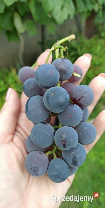 Działka ROD NEPTUN Szosa Polska Szczecin sprzedam