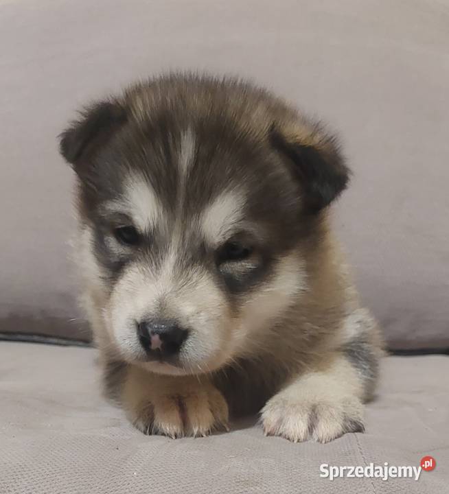 Alaskan Malamute suczka szczeniak Przemyśl sprzedam
