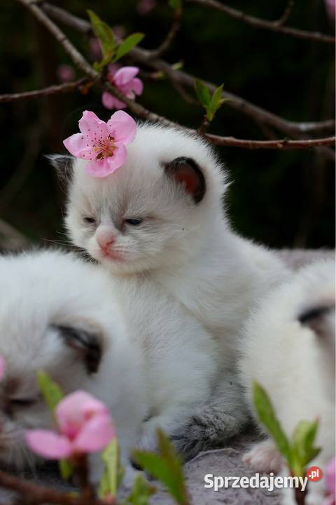 Ragdoll ragdollowe dziewczynki Piorunówek