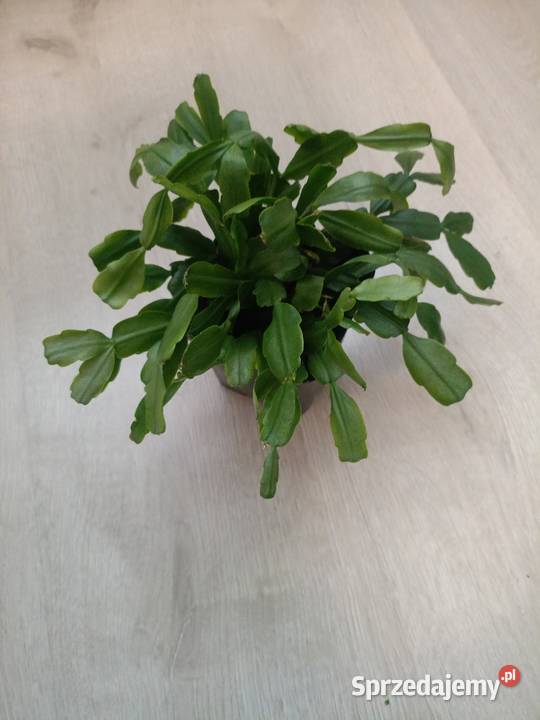 Grudnik szlumbergera zygokaktus kwiat doniczkowy