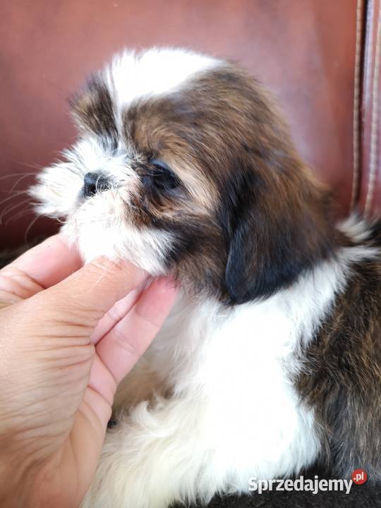 SHIH TZU SUCZKA Szczeniaczek zachodniopomorskie Szczecinek